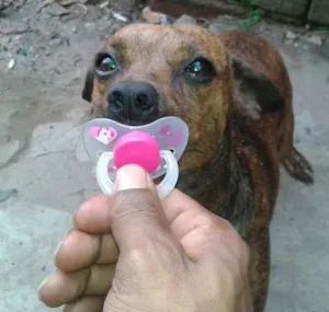 Cachorro raça misturada idade 1 ano nome fuinha
