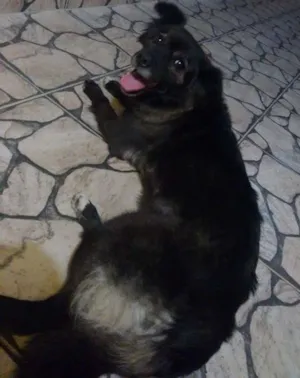 Cachorro raça Vira-lata idade 2 anos nome Mabel
