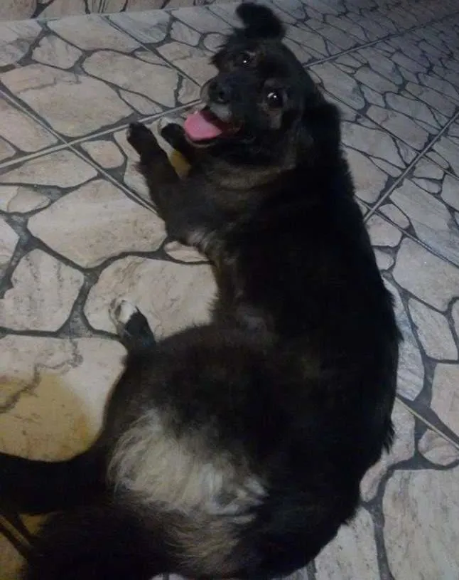 Cachorro ra a Vira-lata idade 2 anos nome Mabel