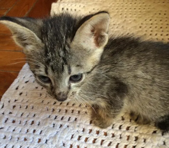 Gato ra a  idade Abaixo de 2 meses nome Pandora