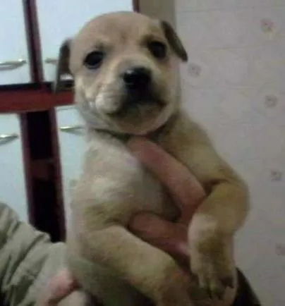 Cachorro ra a SRD idade Abaixo de 2 meses nome Sem nome