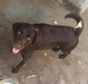 Cachorro raça Labrador idade  nome Peque