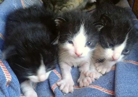 Gato ra a SRD idade Abaixo de 2 meses nome SEM NOME