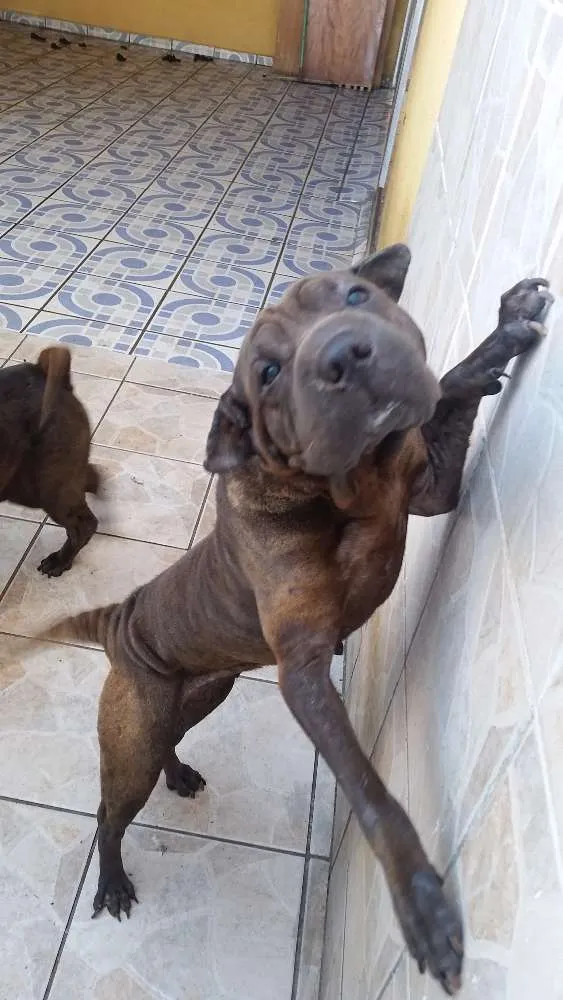 Cachorro ra a Sharpei idade 6 ou mais anos nome Azia e Sofia