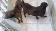 Azia e Sofia