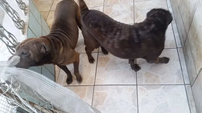 Cachorro ra a Sharpei idade 6 ou mais anos nome Azia e Sofia