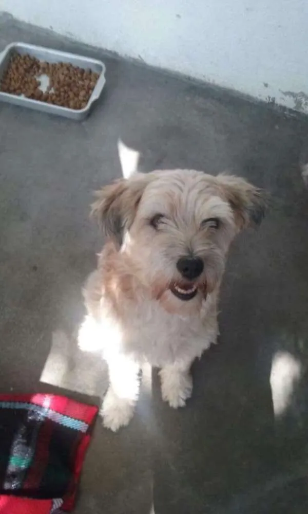Cachorro ra a SRD idade 2 a 6 meses nome Mãe e bebes