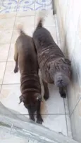 Azia e Sofia