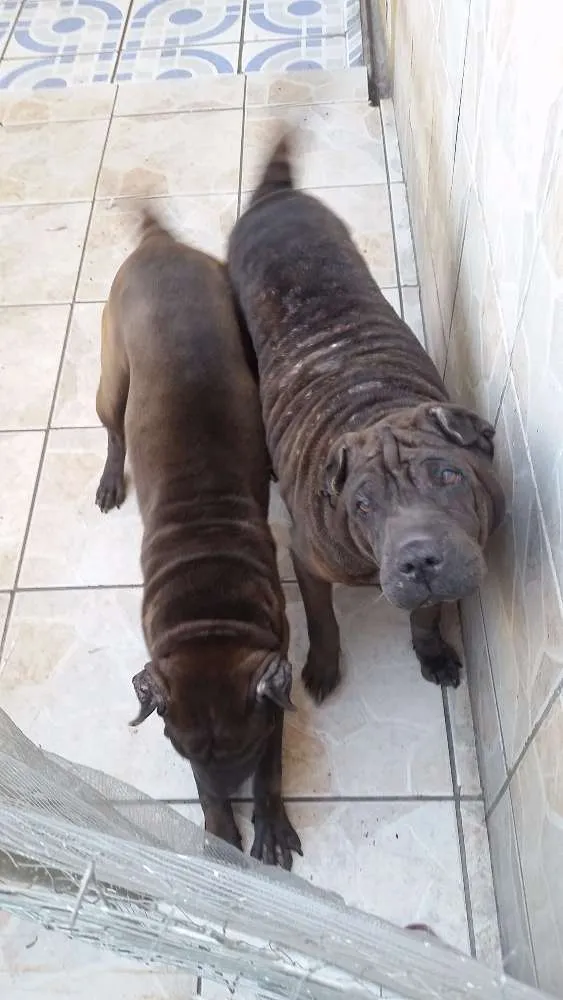 Cachorro ra a Sharpei idade 6 ou mais anos nome Azia e Sofia