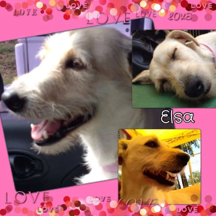 Cachorro ra a SRD idade 2 anos nome Elsa