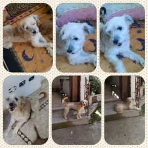 Cachorro raça SRD idade 2 a 6 meses nome Bebe