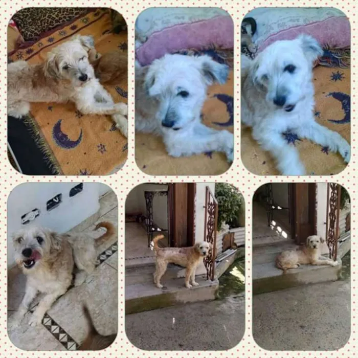 Cachorro ra a SRD idade 2 a 6 meses nome Bebe
