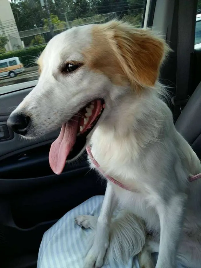 Cachorro ra a  idade 7 a 11 meses nome Lana