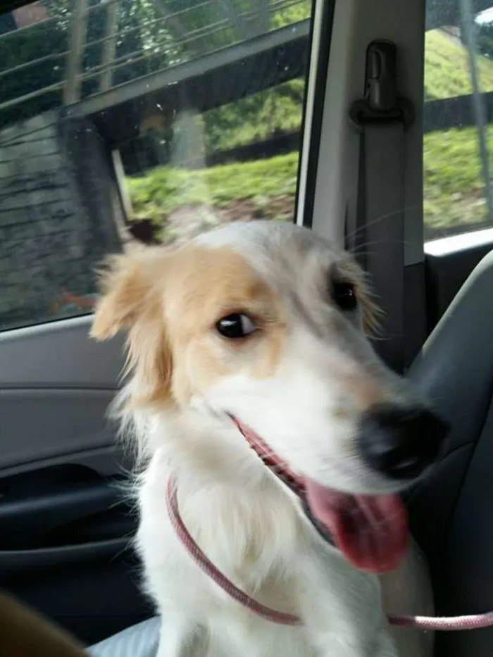 Cachorro ra a  idade 7 a 11 meses nome Lana