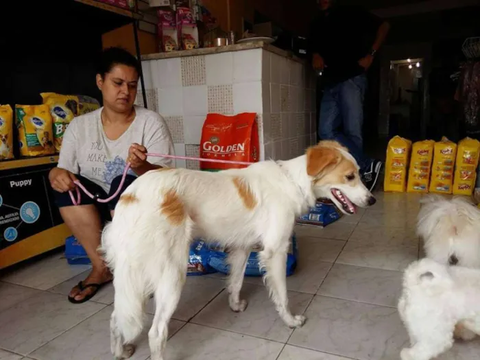 Cachorro ra a  idade 7 a 11 meses nome Lana