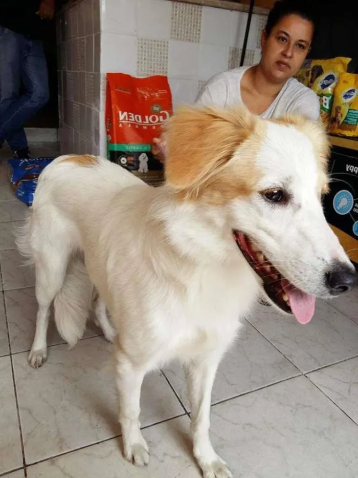 Cachorro ra a  idade 7 a 11 meses nome Lana