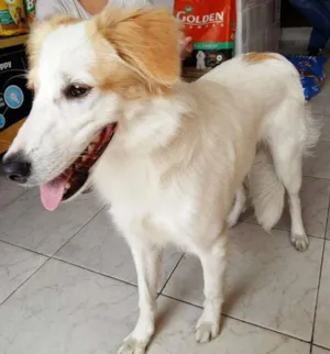 Cachorro raça  idade 7 a 11 meses nome Lana