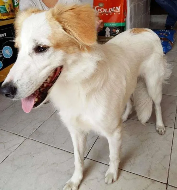 Cachorro ra a  idade 7 a 11 meses nome Lana