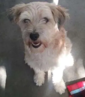Cachorro raça SRD idade 2 a 6 meses nome Mãe e bebes
