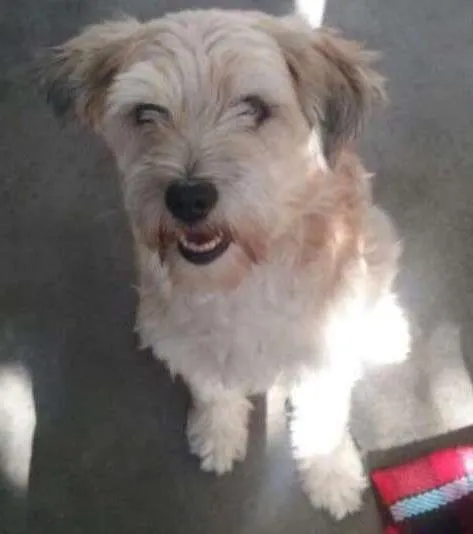 Cachorro ra a SRD idade 2 a 6 meses nome Mãe e bebes