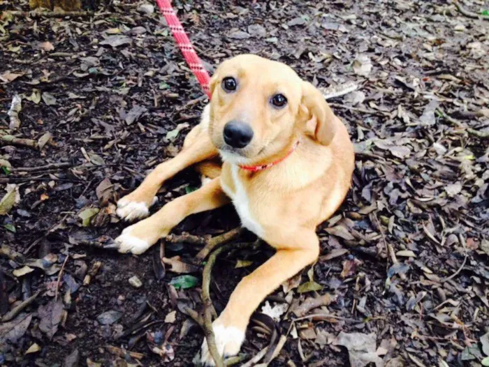 Cachorro raça SRD idade 7 a 11 meses nome Mel