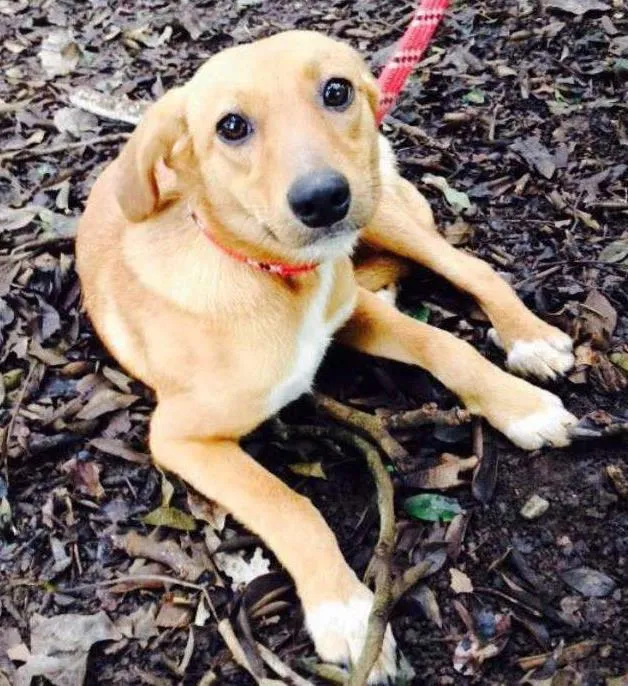 Cachorro raça SRD idade 7 a 11 meses nome Mel