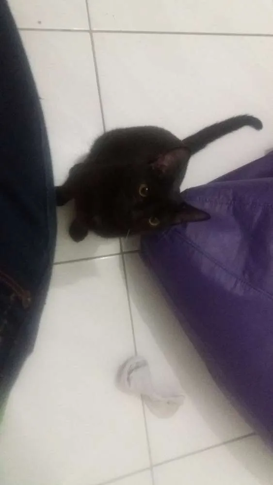 Gato ra a SRD idade 7 a 11 meses nome Charlie