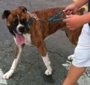 Cachorro raça Boxer idade 4 anos nome Thor