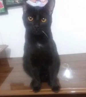 Gato raça SRD idade 7 a 11 meses nome Charlie