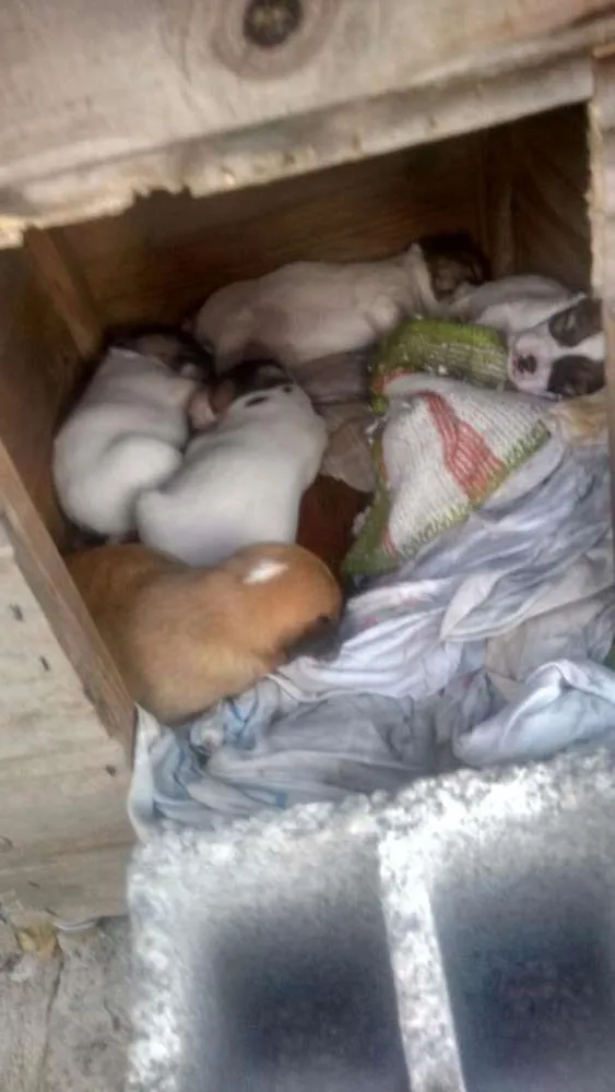 Cachorro ra a SRD idade  nome não tem 