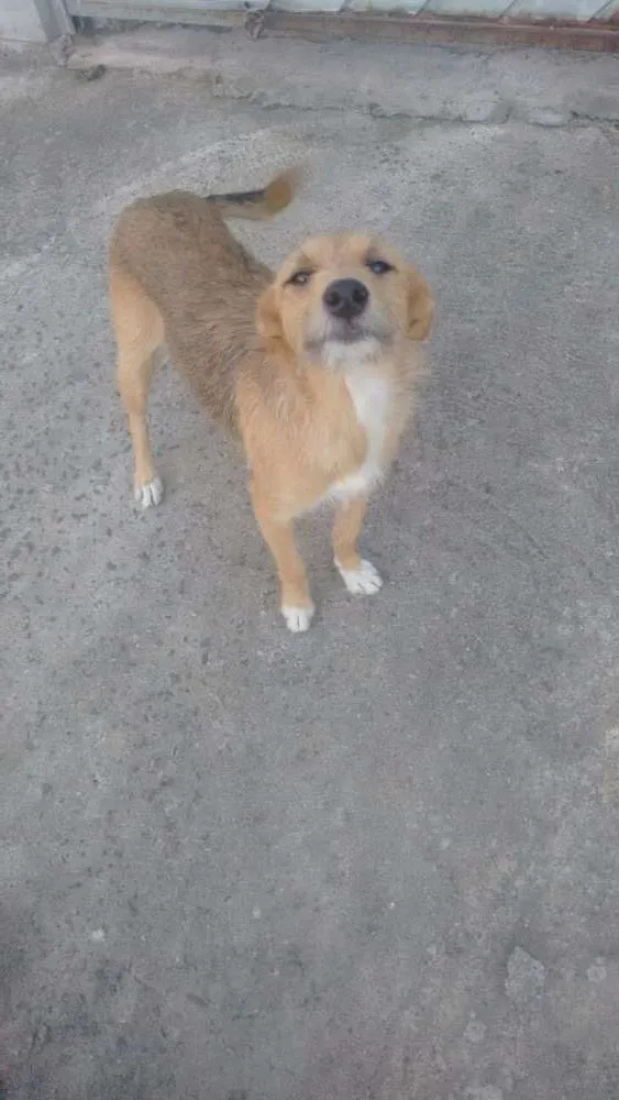 Cachorro ra a SRD idade  nome SEM NOME 