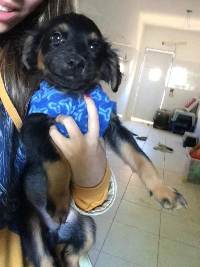 Cachorro ra a SRD  idade 2 a 6 meses nome Rafa 