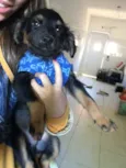 Rafa