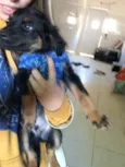 Rafa
