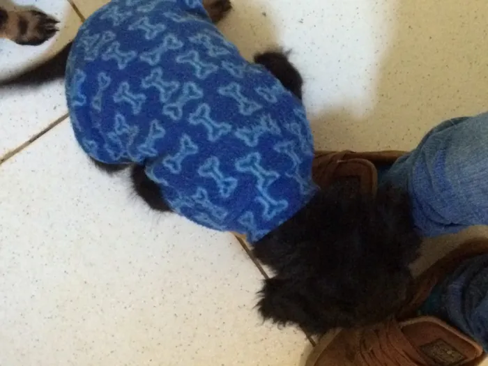 Cachorro ra a SRD  idade 2 a 6 meses nome Rafa 