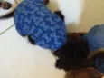 Rafa