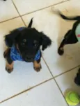 Rafa 