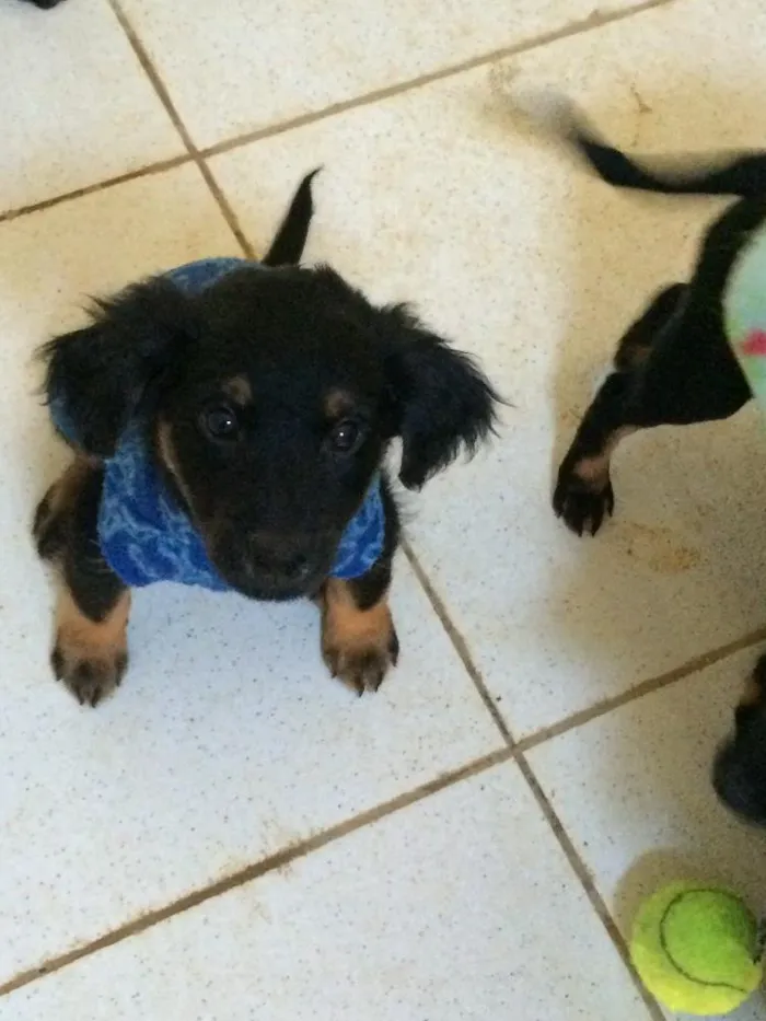 Cachorro ra a SRD  idade 2 a 6 meses nome Rafa 