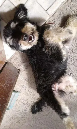 Cachorro raça Poodle idade 2 anos nome Escube