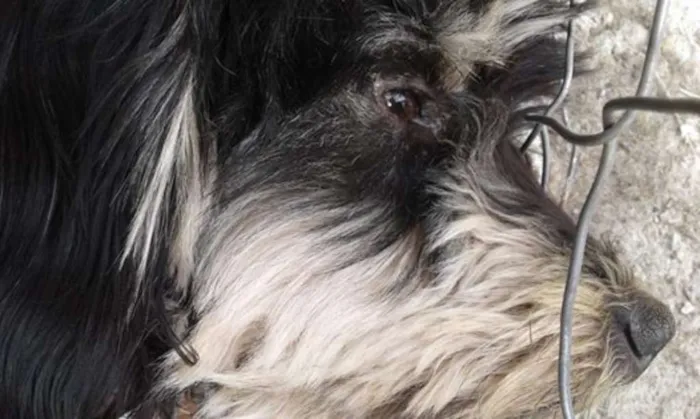 Cachorro raça Poodle idade 2 anos nome Escube