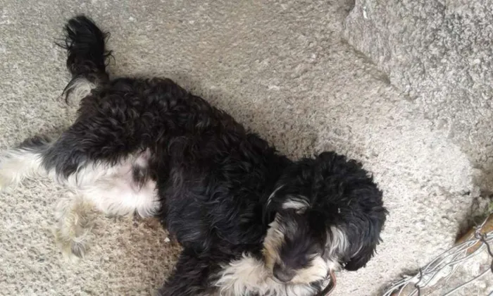 Cachorro raça Poodle idade 2 anos nome Escube