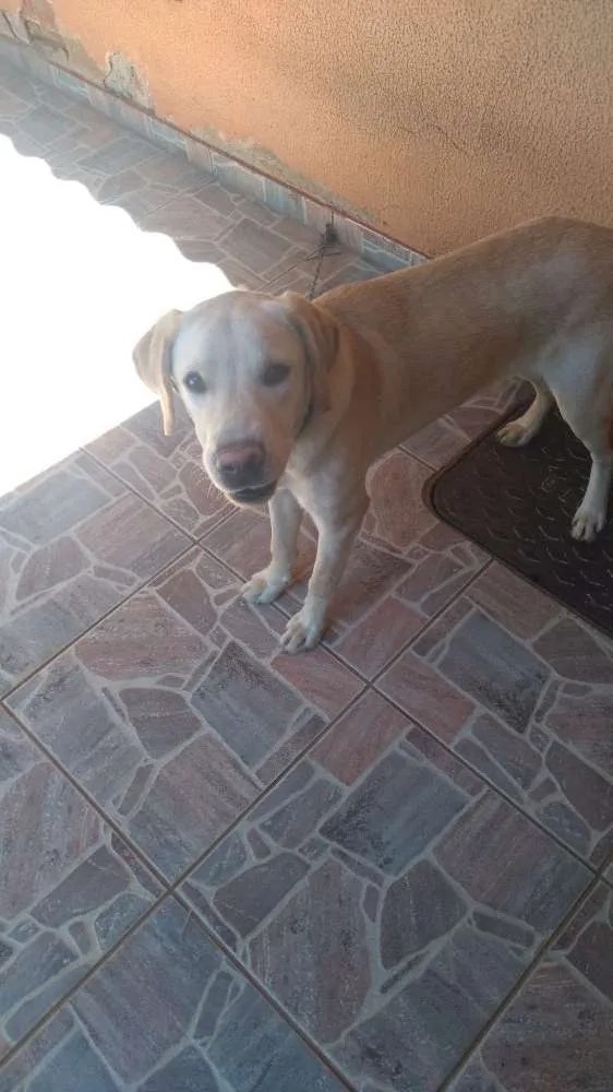 Cachorro ra a Labrador  idade 7 a 11 meses nome Max 