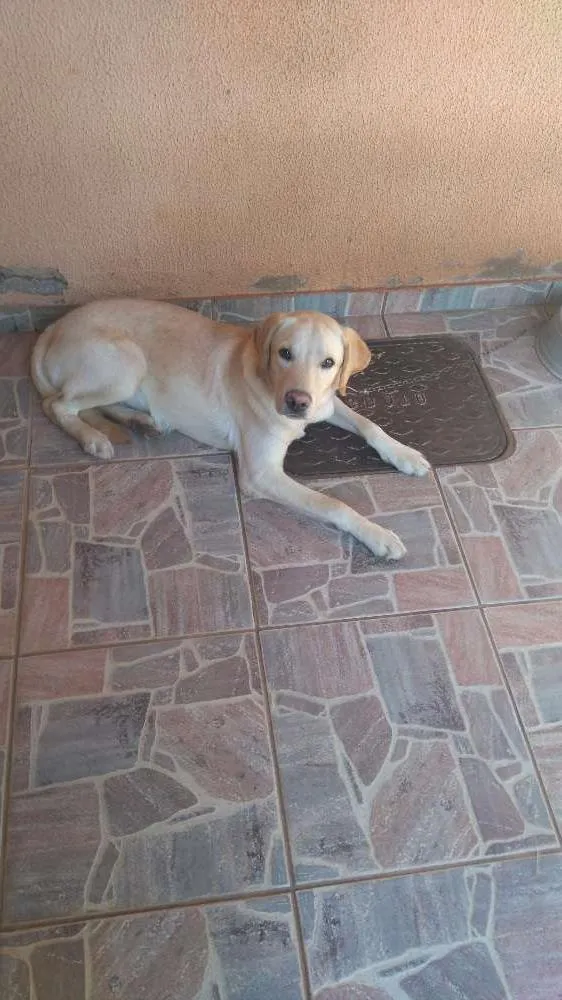 Cachorro ra a Labrador  idade 7 a 11 meses nome Max 