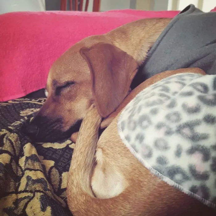 Cachorro ra a S/R idade 7 a 11 meses nome Lizzie