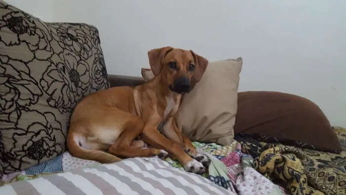 Cachorro ra a S/R idade 7 a 11 meses nome Lizzie