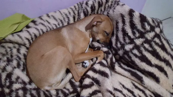 Cachorro ra a S/R idade 7 a 11 meses nome Lizzie
