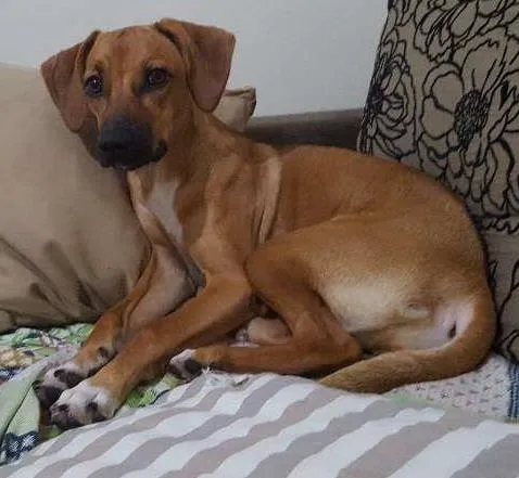 Cachorro ra a S/R idade 7 a 11 meses nome Lizzie