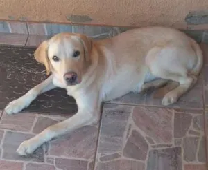 Cachorro raça Labrador  idade 7 a 11 meses nome Max 