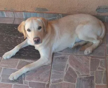 Cachorro ra a Labrador  idade 7 a 11 meses nome Max 