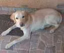 Cachorro raça Labrador  idade 7 a 11 meses nome Max 